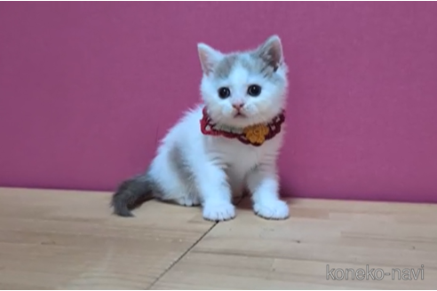 成約済の東京都のブリティッシュショートヘア-104480の6枚目